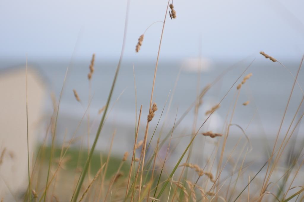 Strandhafer an der Marienhöhe