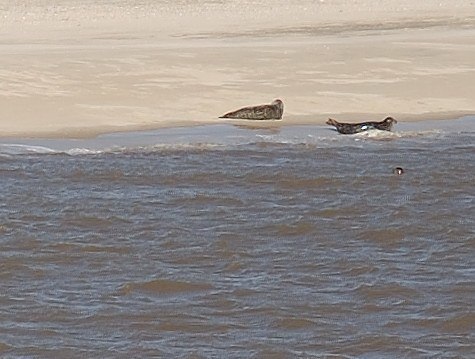 Seehunde vor Norderney